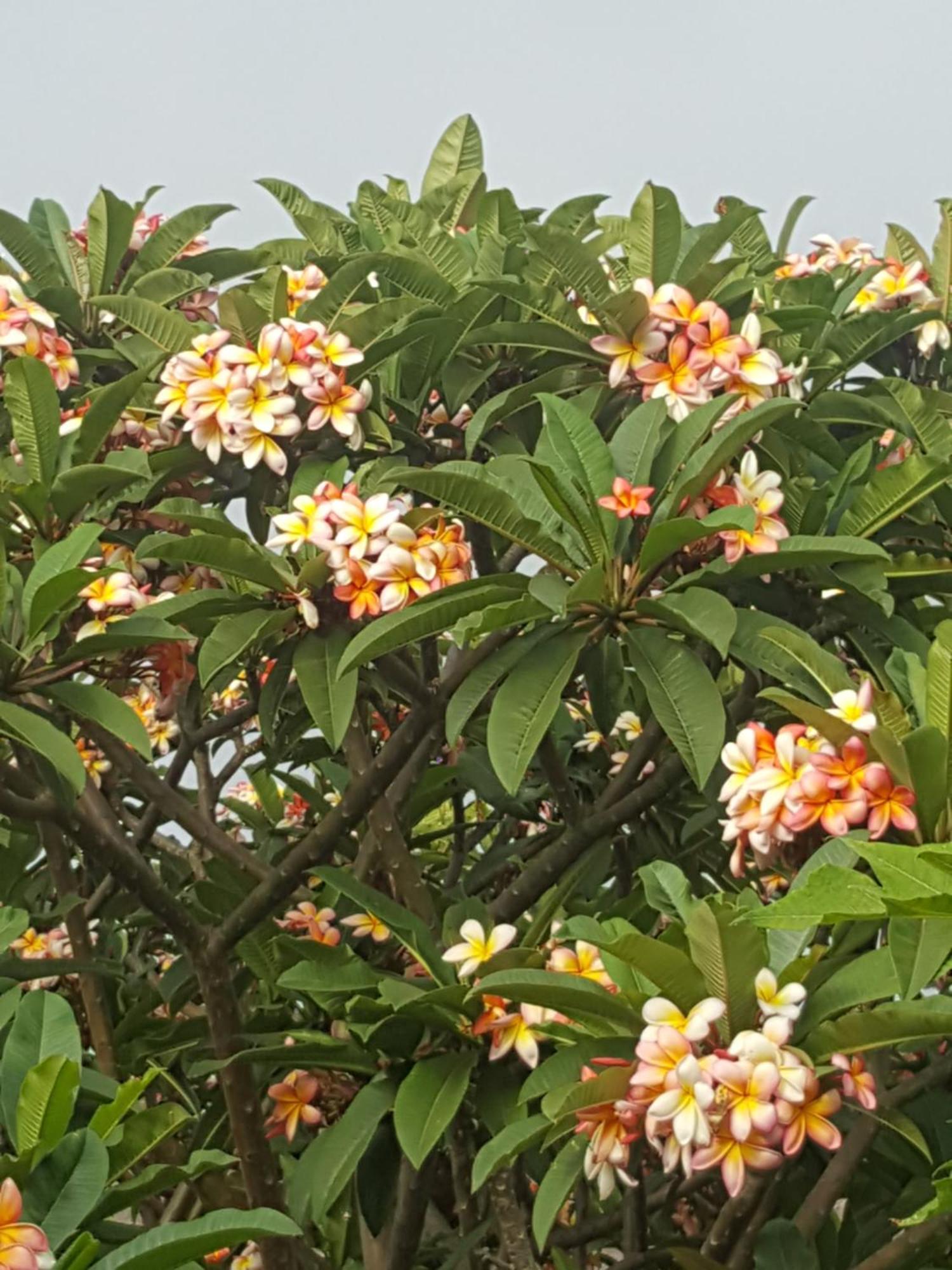 Casa Finca Avocado ลอสยานอส เด อารีดาเน ภายนอก รูปภาพ